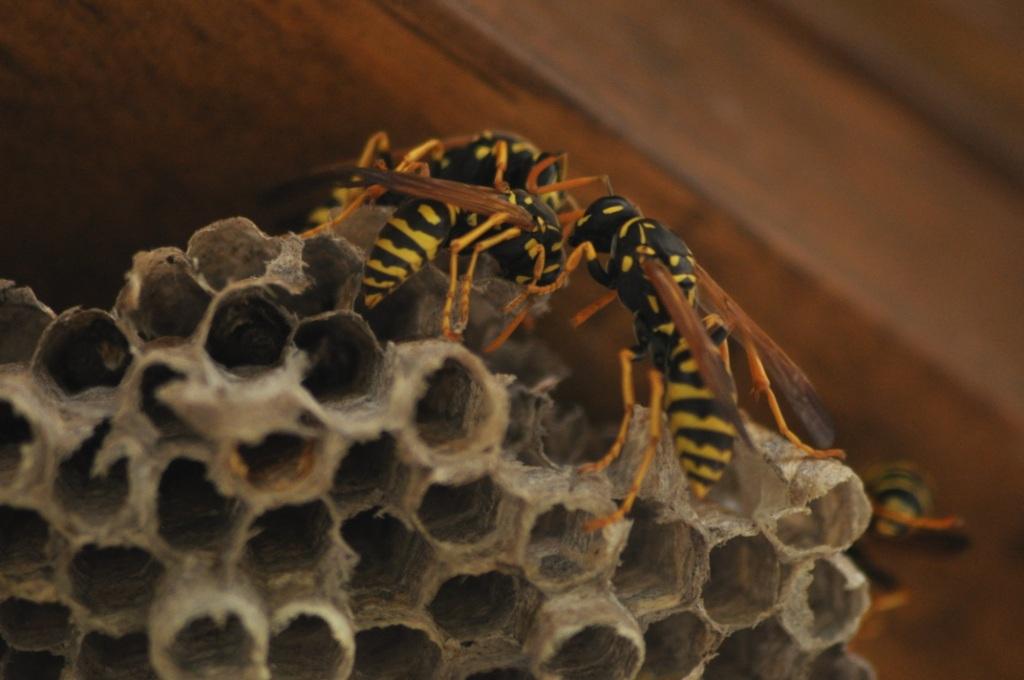 Polistes indaffarate su un nido dismesso